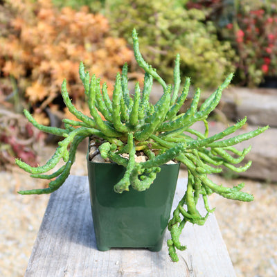 Medusa Head Plant 'Euphorbia flanaganii'