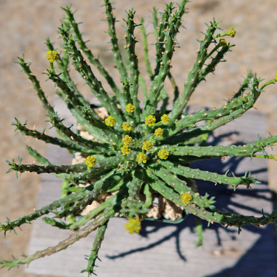 Medusa Head Plant 'Euphorbia flanaganii'