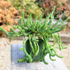 Medusa Head Plant &