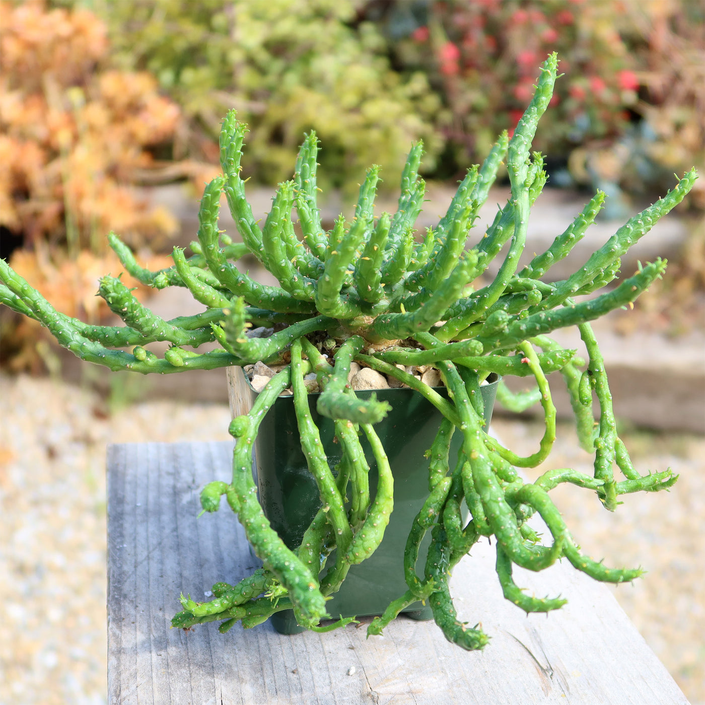 Medusa Head Plant 'Euphorbia flanaganii'