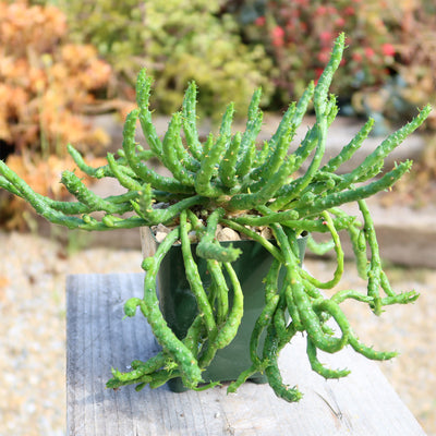 Medusa Head Plant 'Euphorbia flanaganii'