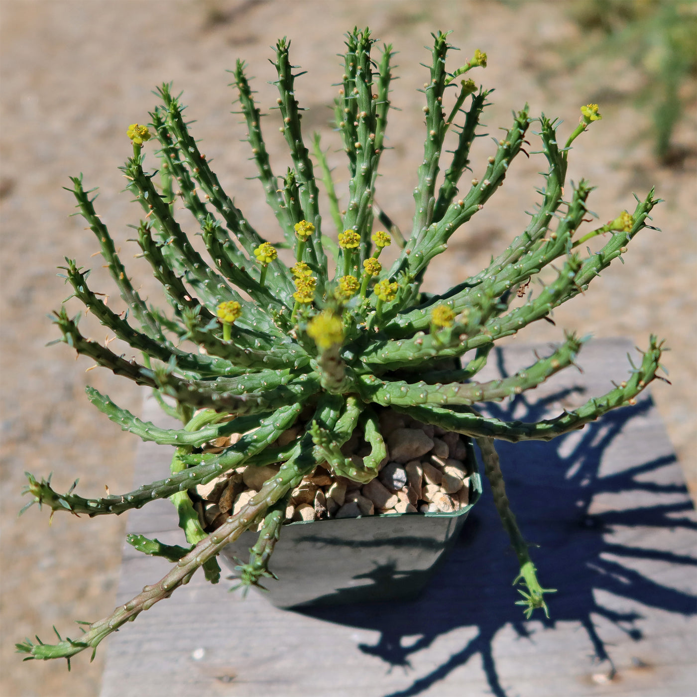 Medusa Head Plant 'Euphorbia flanaganii'