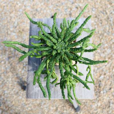 Medusa Head Plant 'Euphorbia flanaganii'