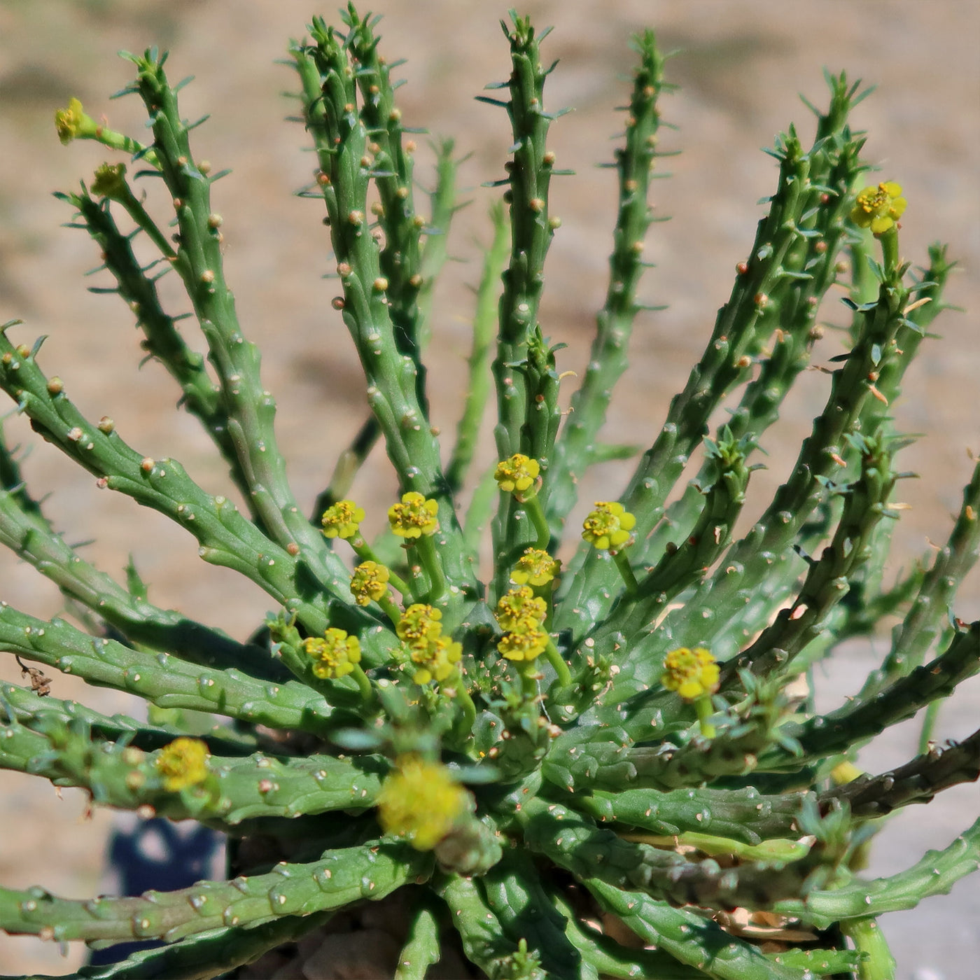 medusa succulent flower Shop 'Medusa Head Plant- Euphorbia flanaganii' Care and Growing Guide