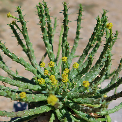 Medusa Head Plant 'Euphorbia flanaganii'