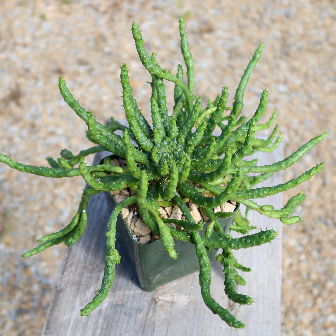 Medusa Head Plant 'Euphorbia flanaganii'