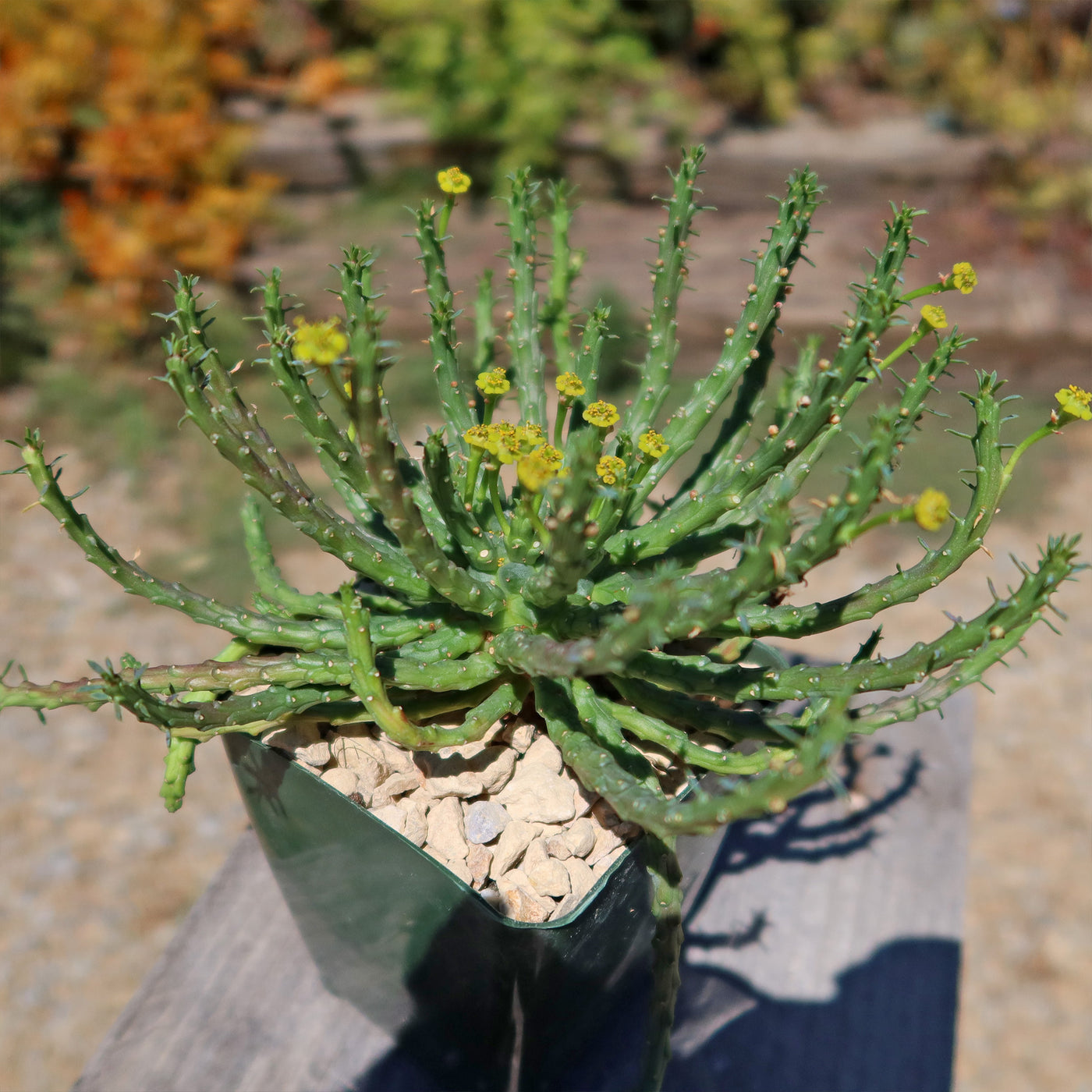 Medusa Head Plant 'Euphorbia flanaganii'