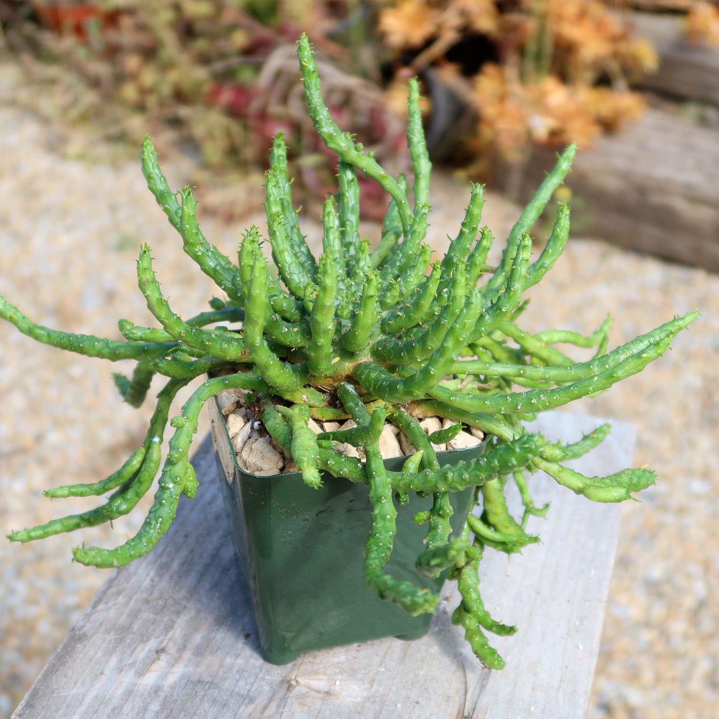 Medusa Head Plant 'Euphorbia flanaganii'