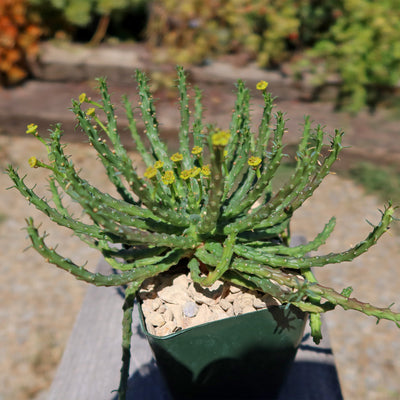 Medusa Head Plant 'Euphorbia flanaganii'