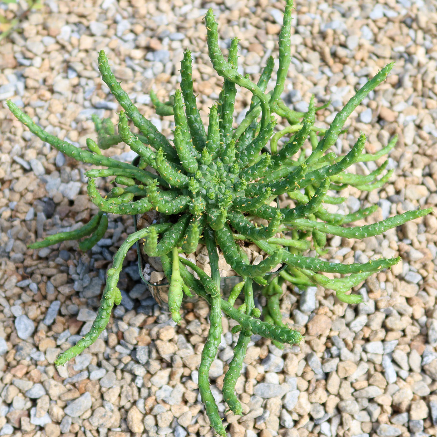 Medusa Head Plant 'Euphorbia flanaganii'