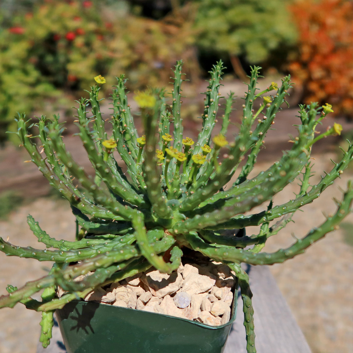 Medusa Head Plant 'Euphorbia flanaganii'