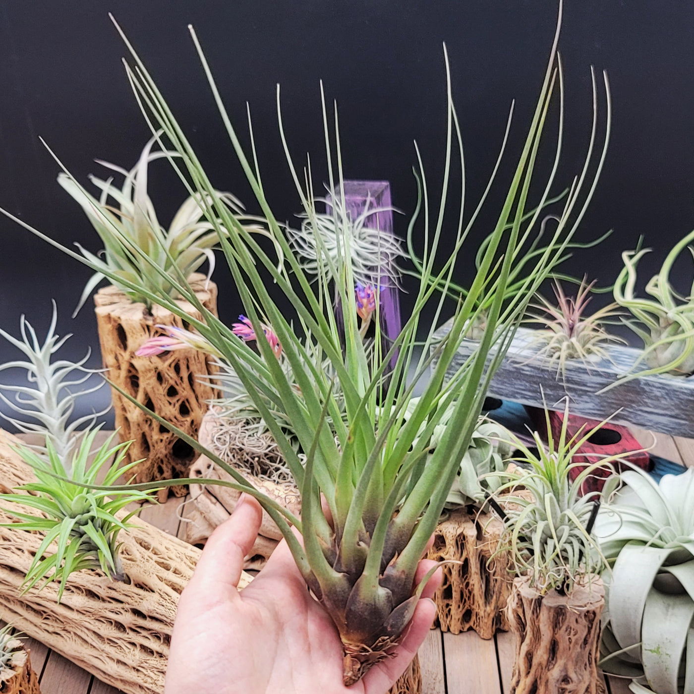 melanocrater air plant Tillandsia Melanocrater Tricolor