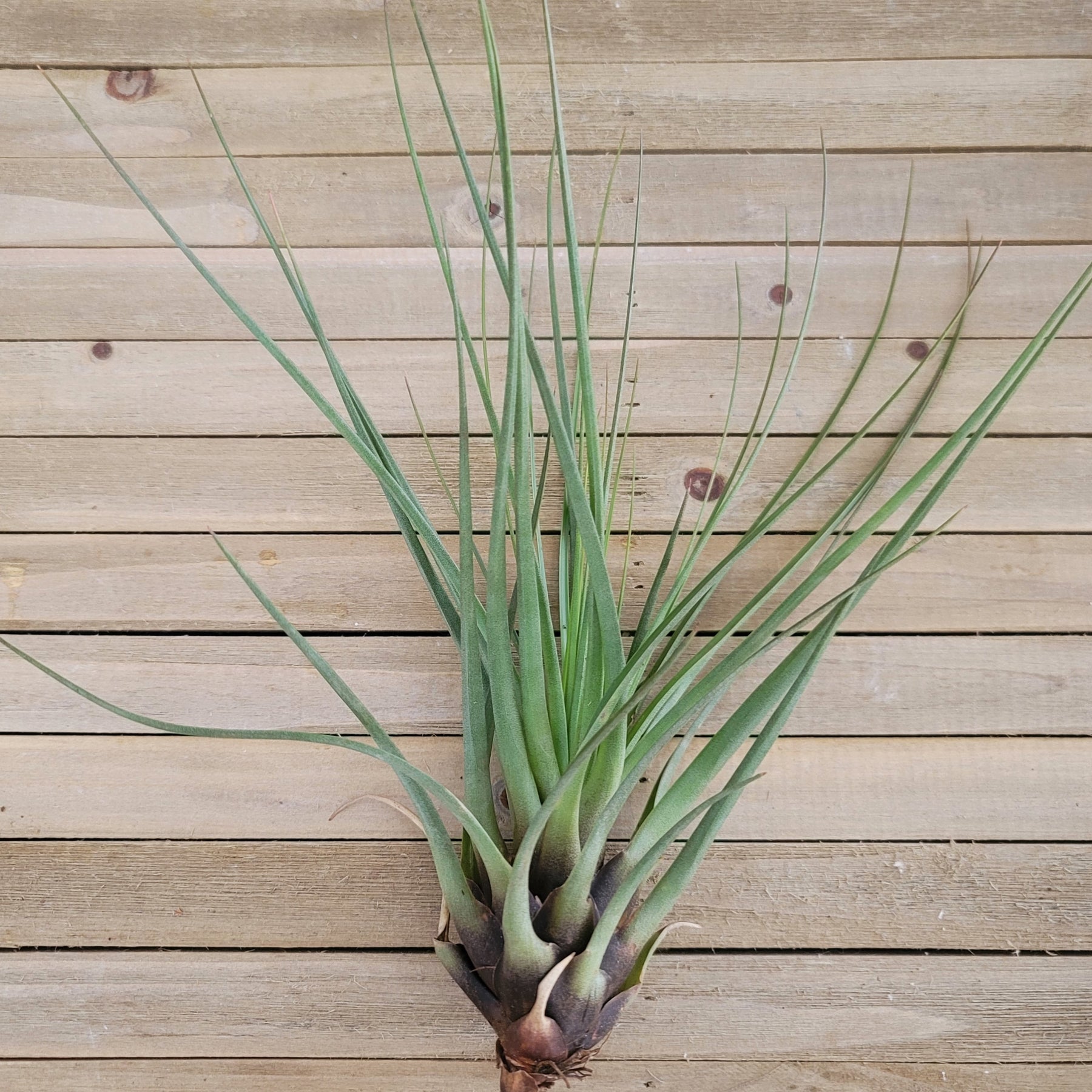 melanocrater air plant Tillandsia Melanocrater Tricolor 5” long