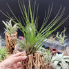 Tillandsia Melanocrater Tricolor