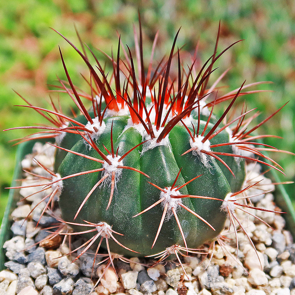 Melocactus azureus ferreophilus