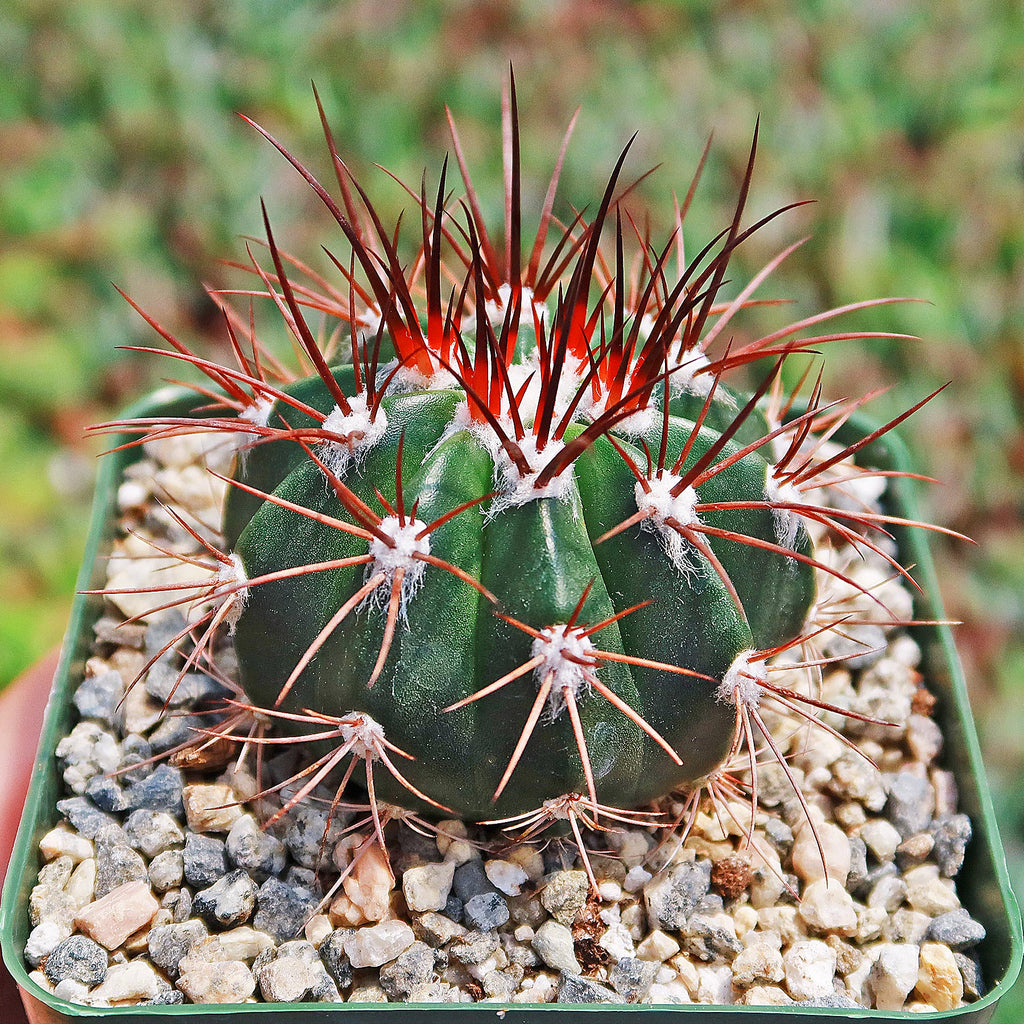 Melocactus azureus ferreophilus