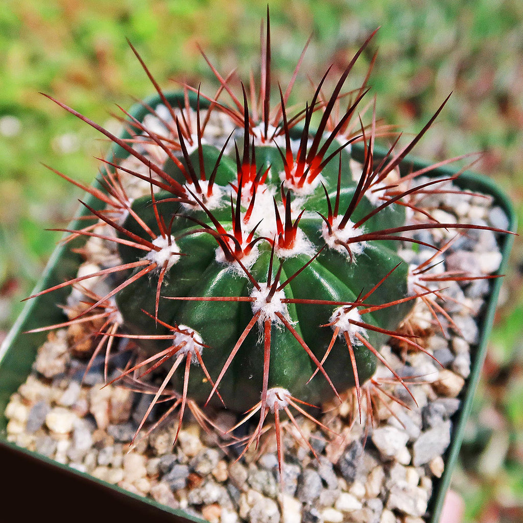 Melocactus azureus ferreophilus