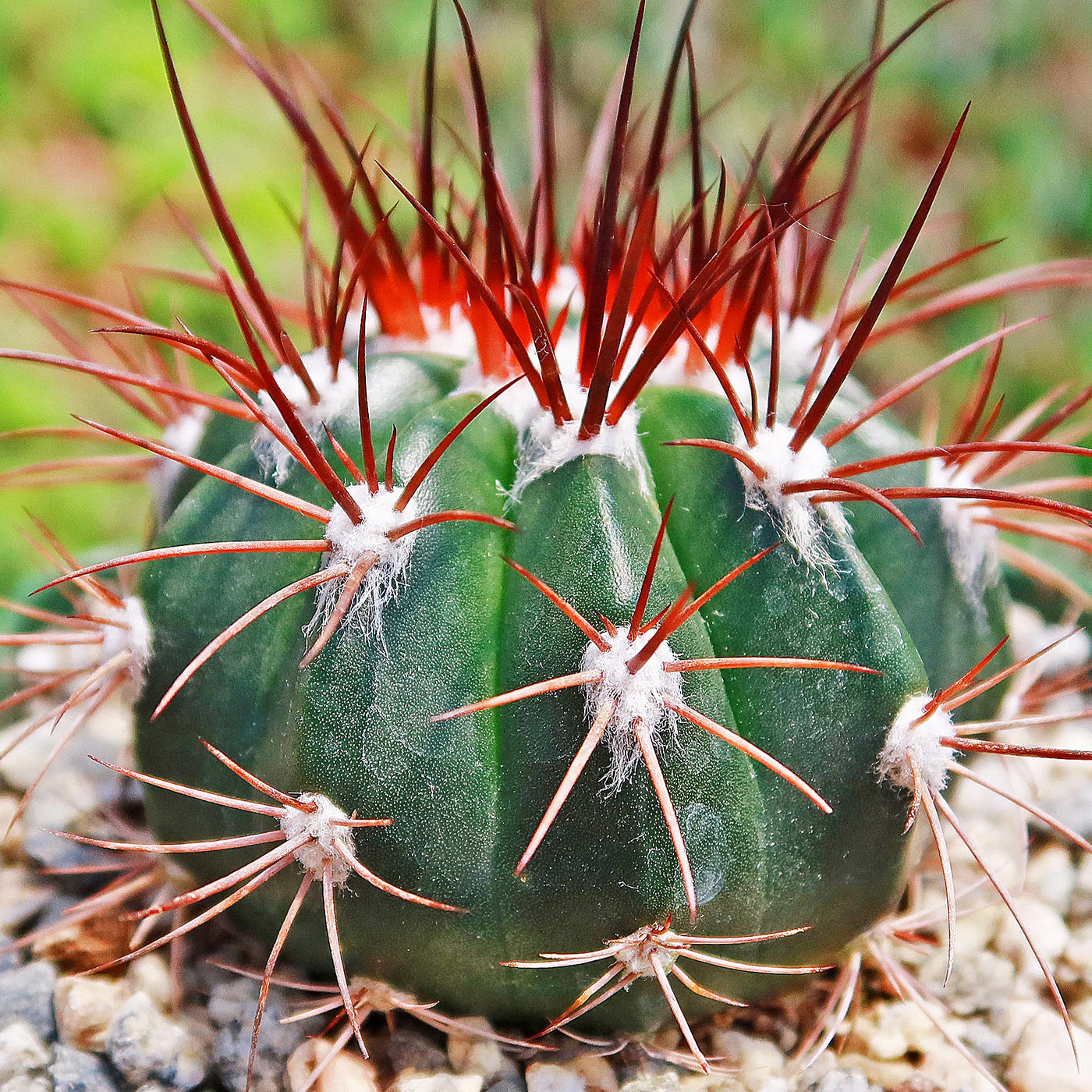 succulent with pink spikes Melocactus azureus ferreophilus – Planet Desert