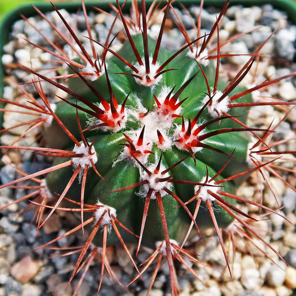Melocactus azureus ferreophilus