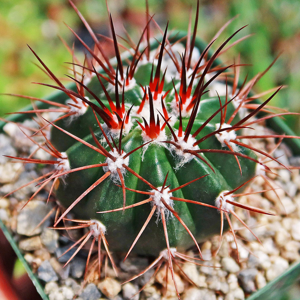 Melocactus azureus ferreophilus