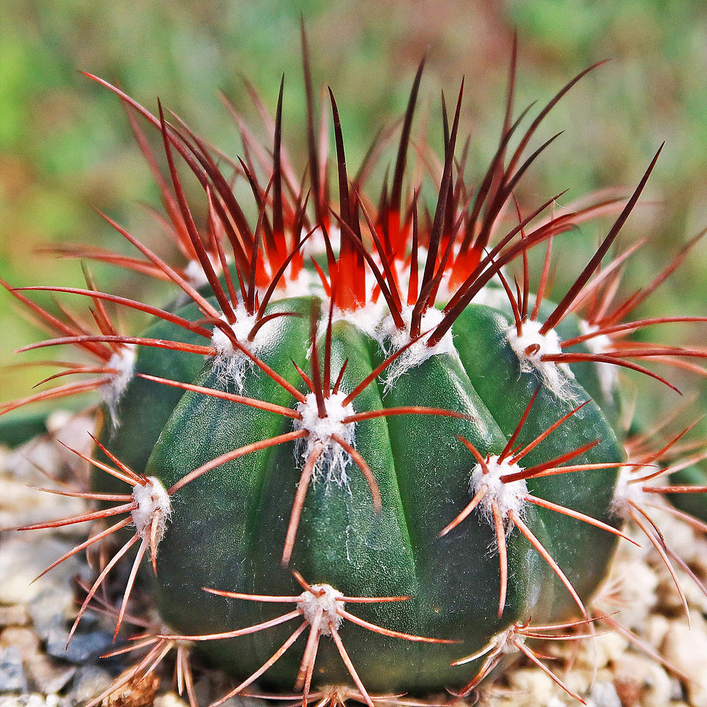 Melocactus azureus ferreophilus