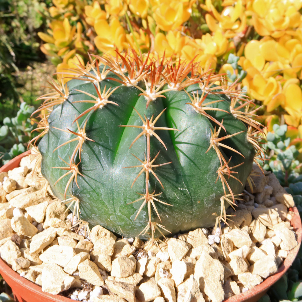 Melocactus conoideus
