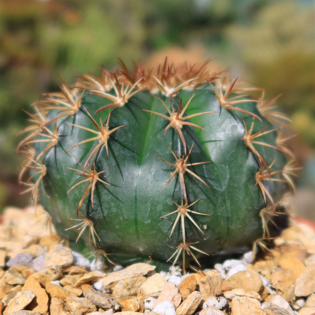 Melocactus conoideus