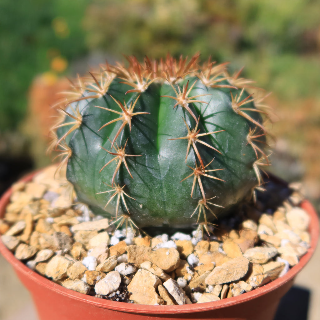 Melocactus conoideus