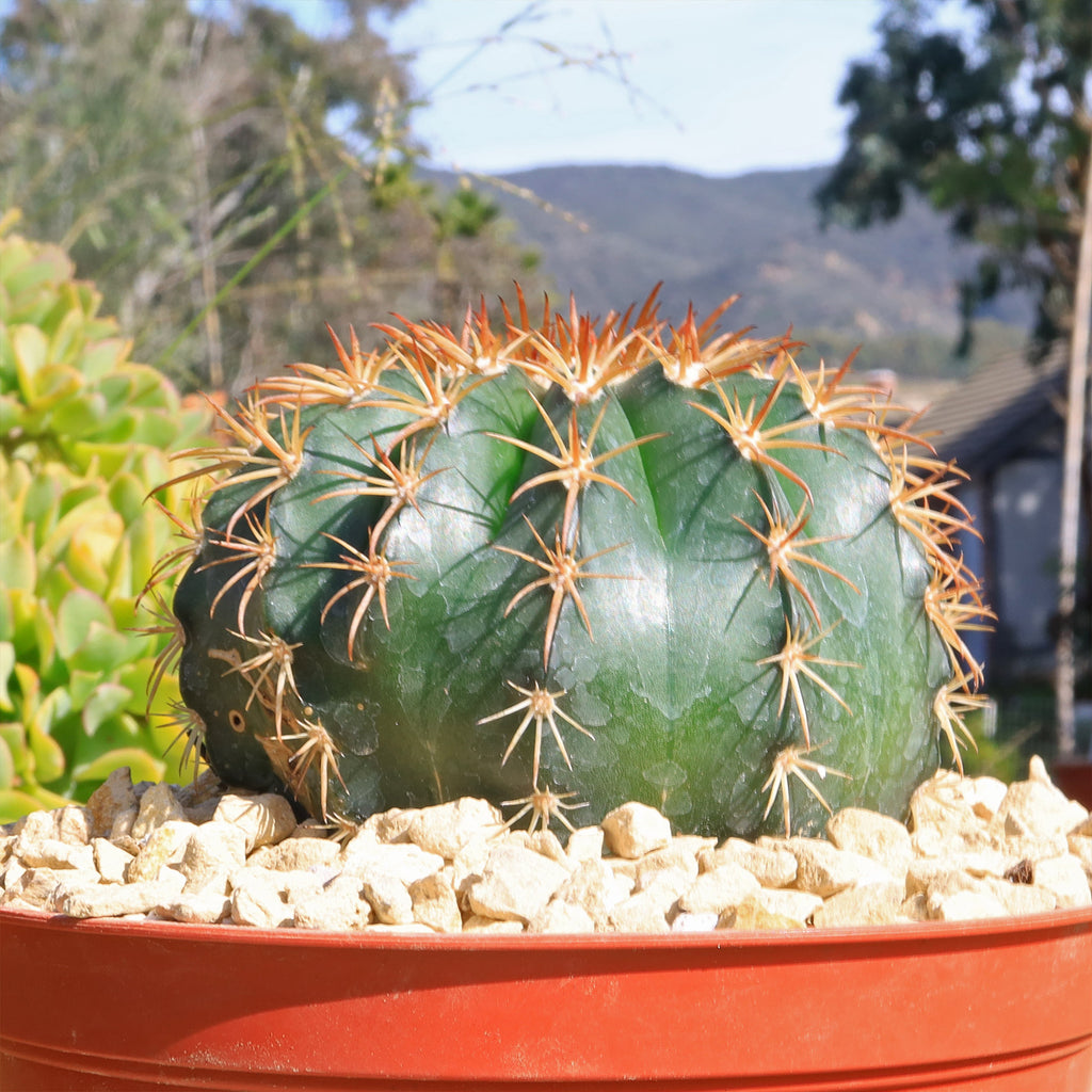 Melocactus conoideus