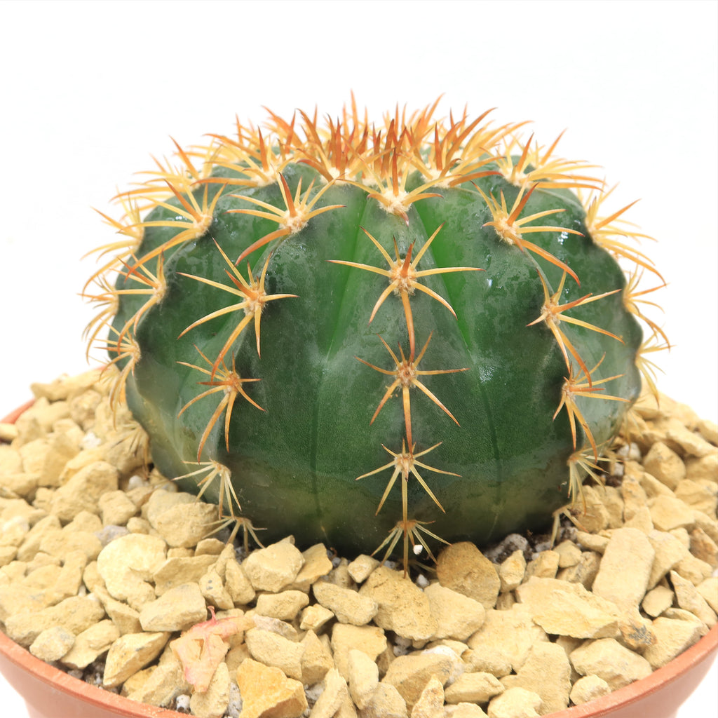 Melocactus conoideus