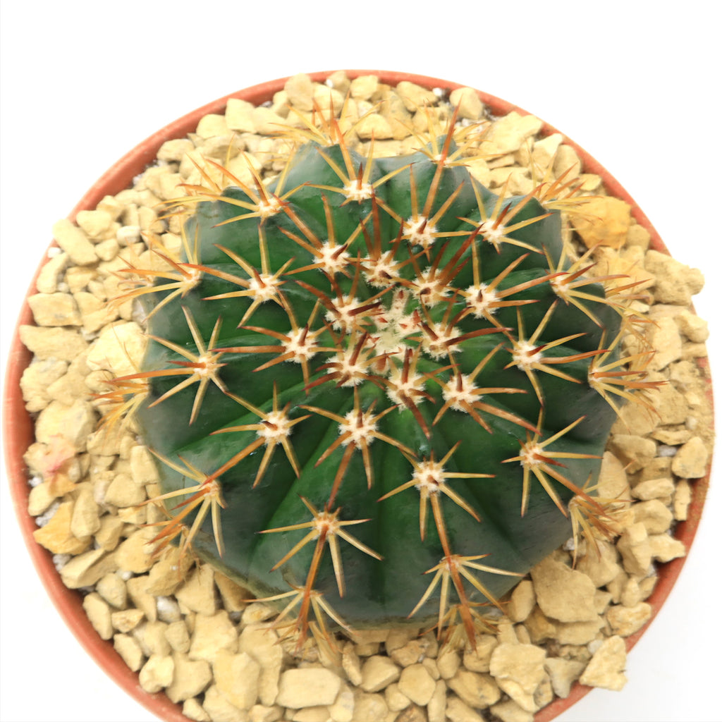 Melocactus conoideus