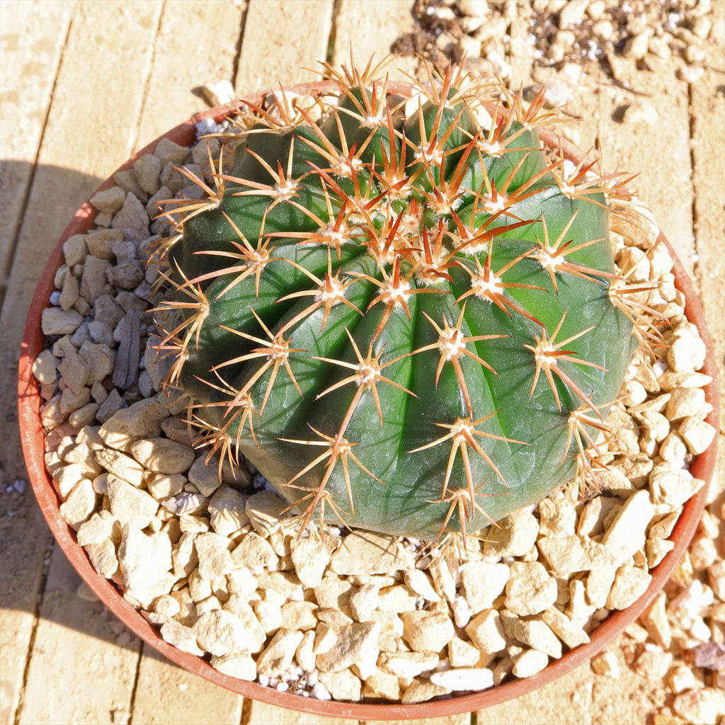 Melocactus conoideus