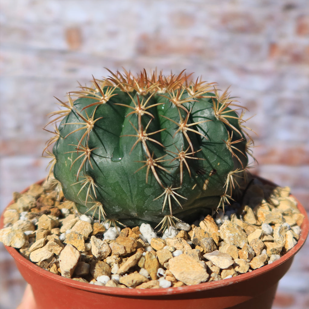 Melocactus conoideus
