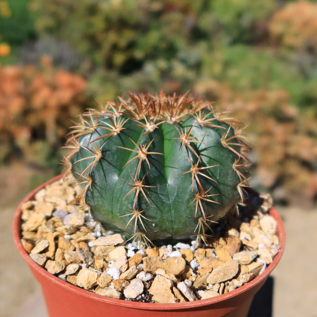 Melocactus conoideus