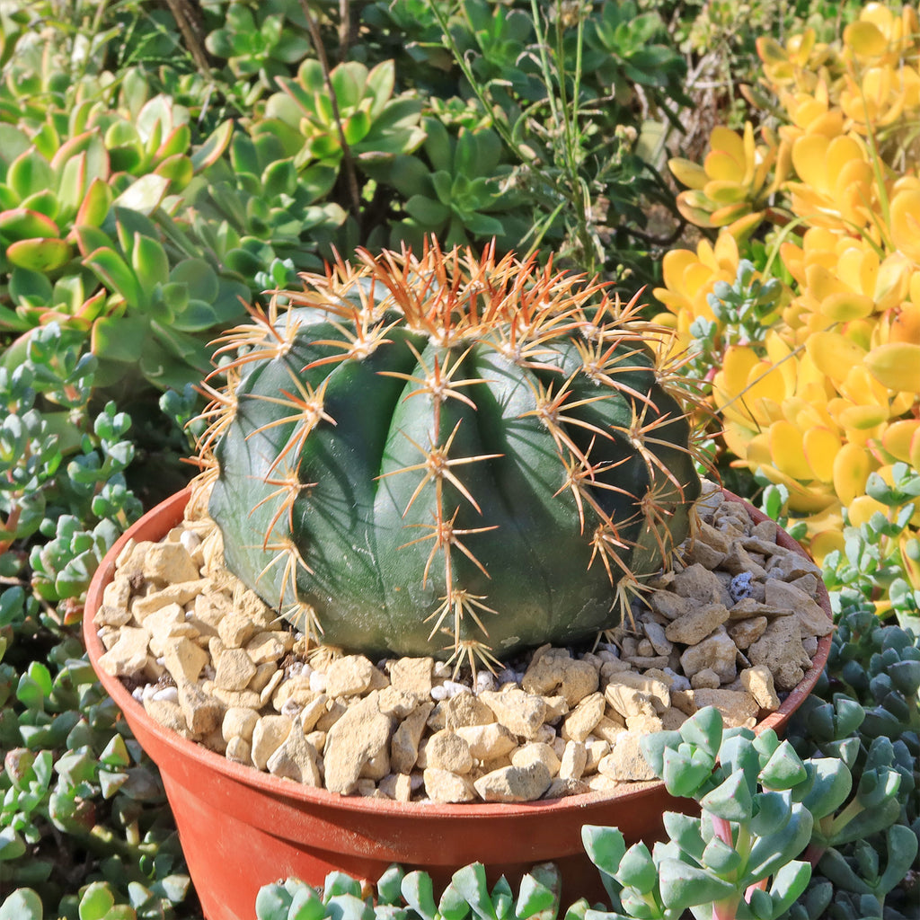 Melocactus conoideus