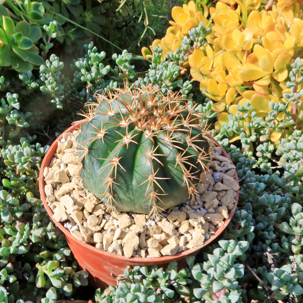 Melocactus conoideus