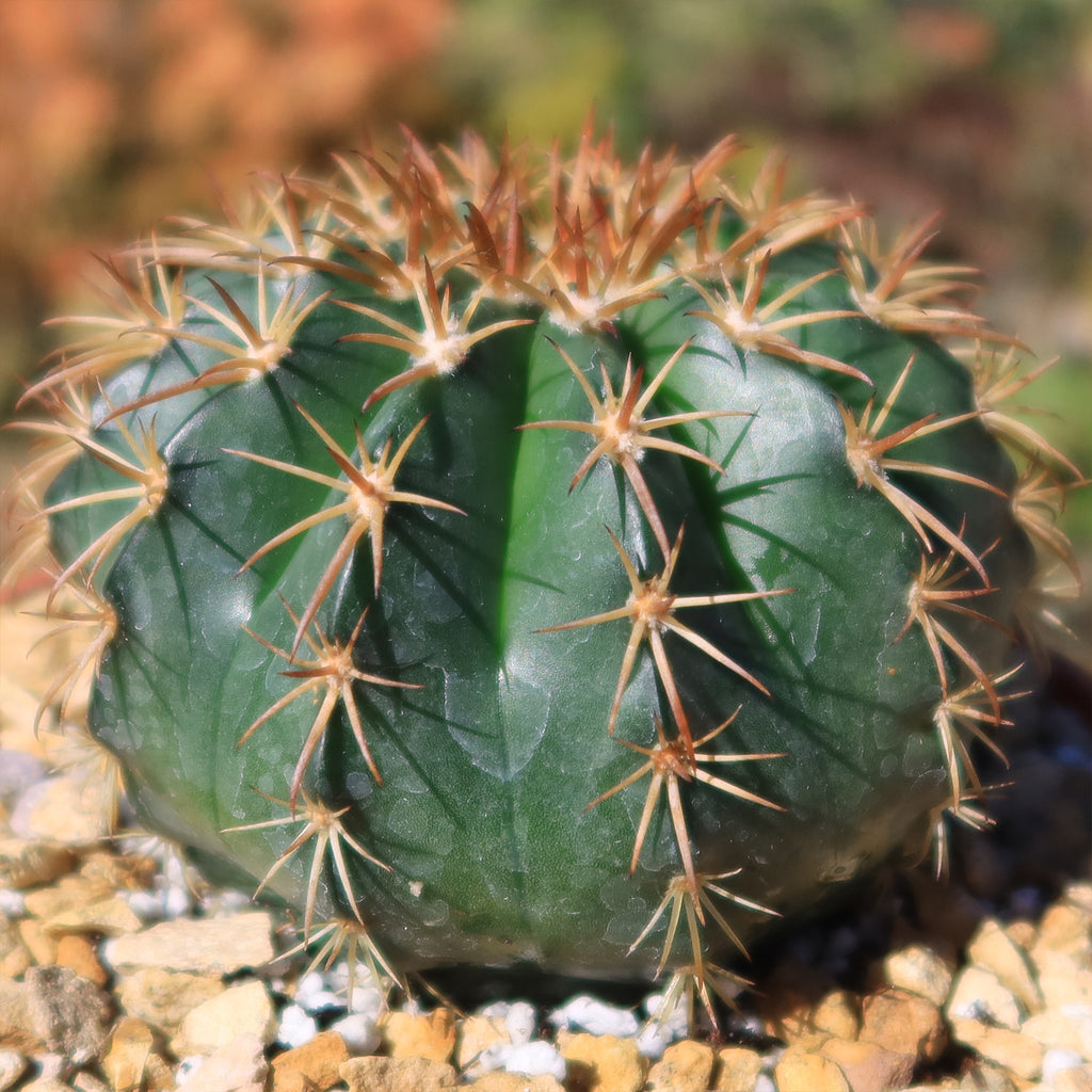 Melocactus conoideus