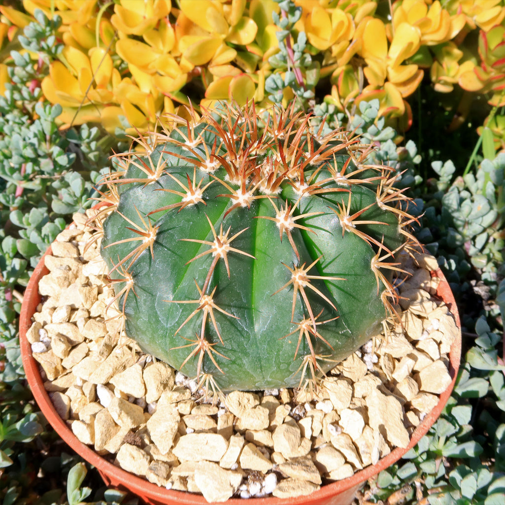 Melocactus conoideus