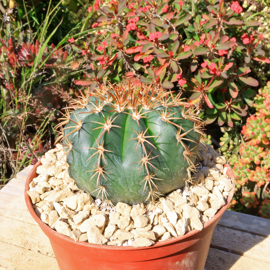 Melocactus conoideus