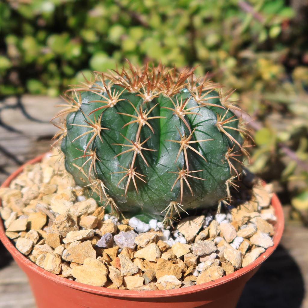 Melocactus conoideus