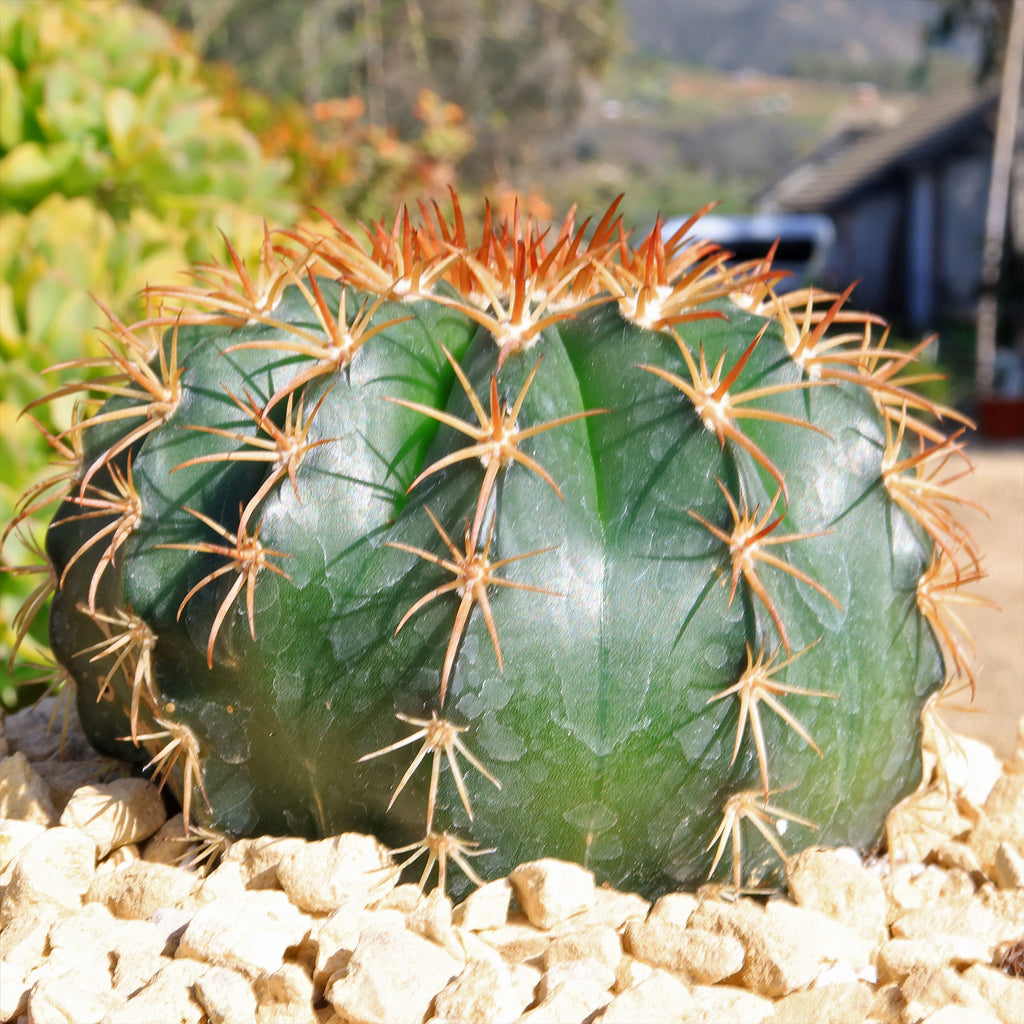 Melocactus conoideus