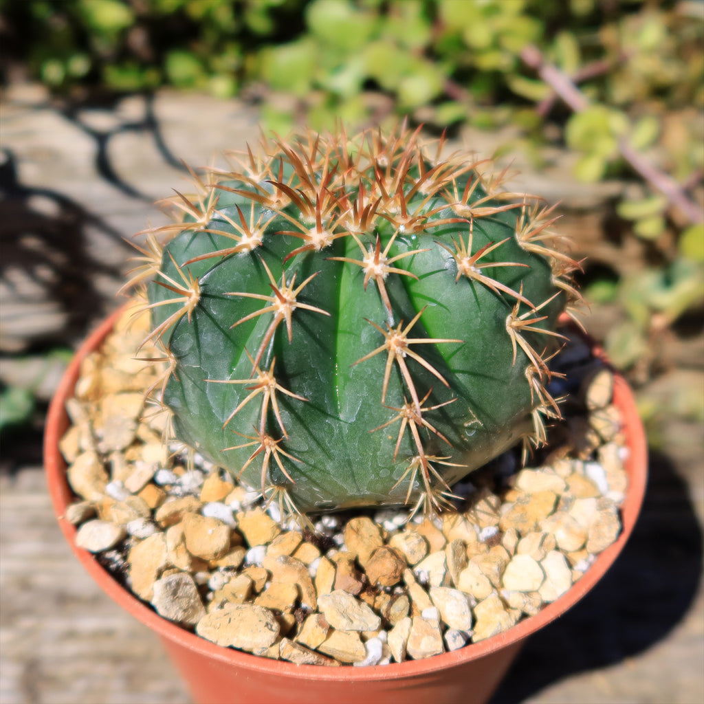 Melocactus conoideus
