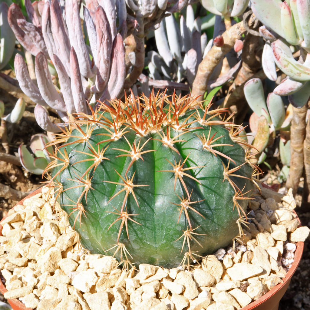 Melocactus conoideus