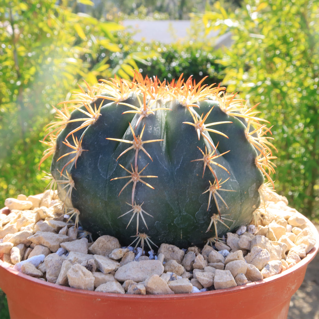 Melocactus conoideus