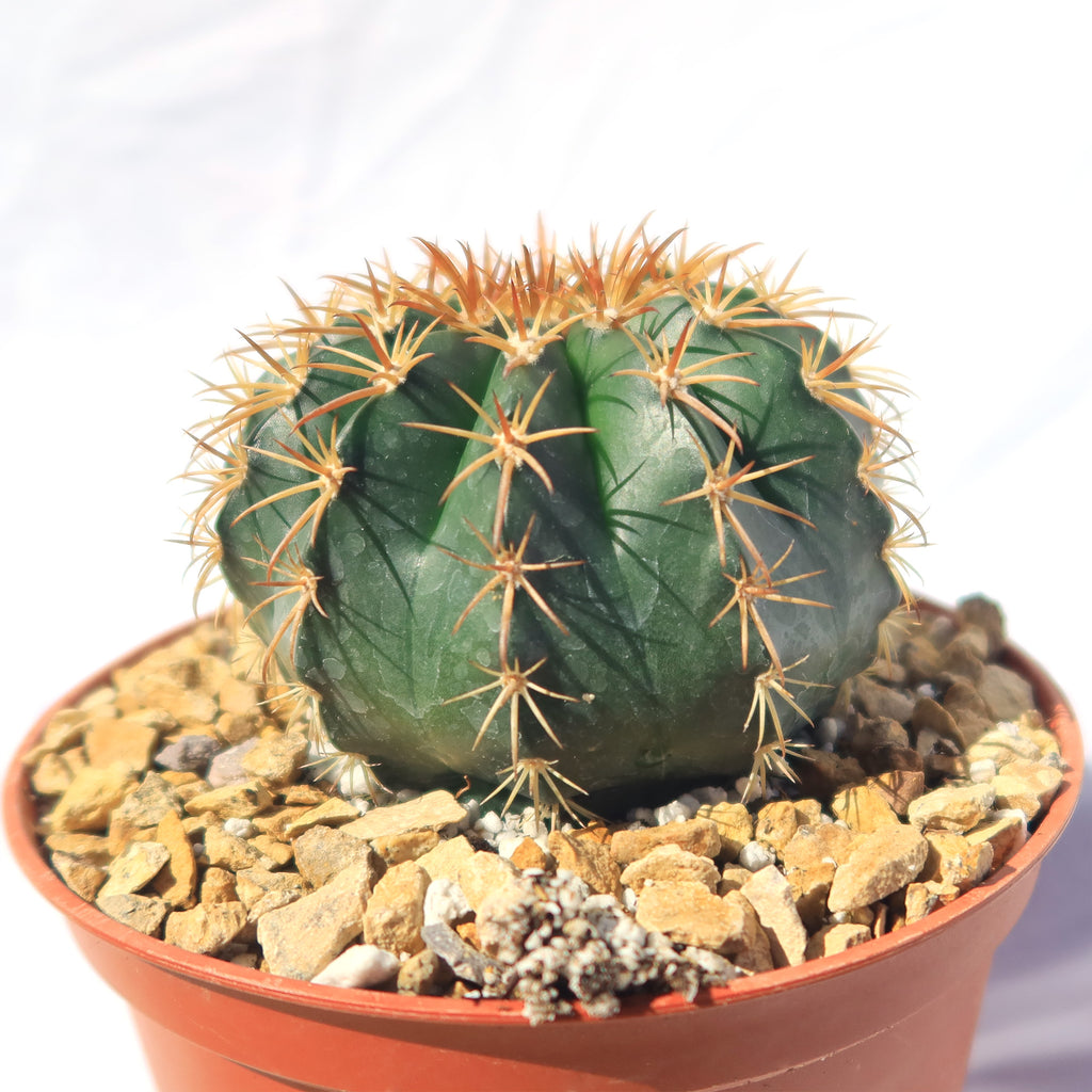 Melocactus conoideus