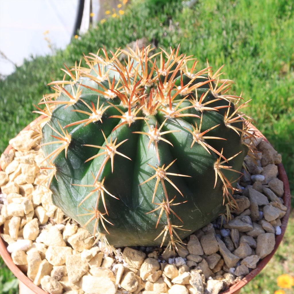 Melocactus conoideus