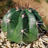 Melocactus curvispinus