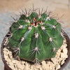 Melocactus curvispinus