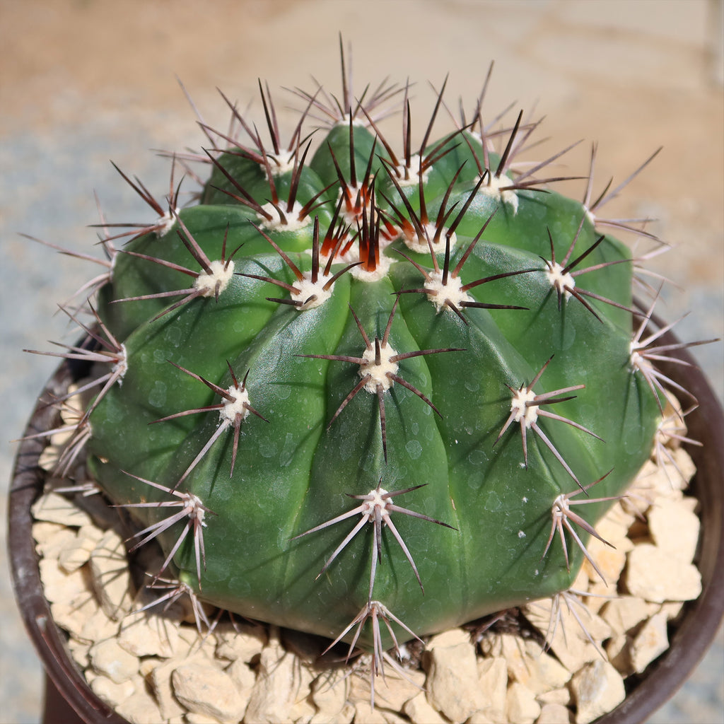 Melocactus curvispinus