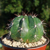 Melocactus curvispinus